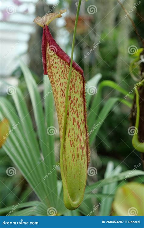 Nepenthes - Carnivorous Plant, Tropical Pitcher Plant or Monkey Cup ...