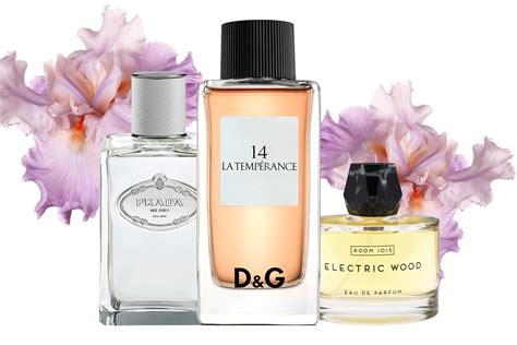 Iris Fragrance & Perfume: What Does Iris Smell Like - Scentbird