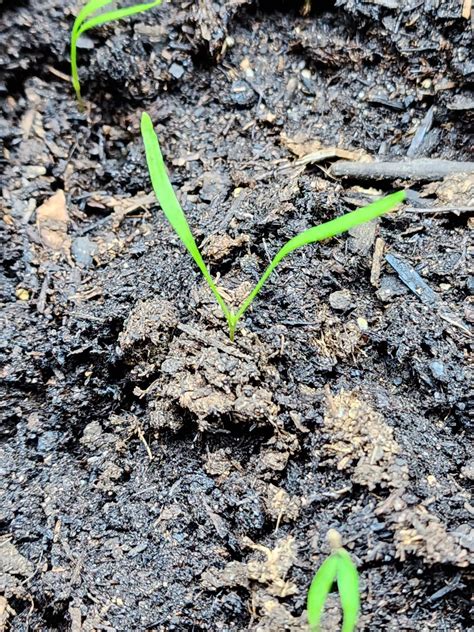 Carrot Growth Stages