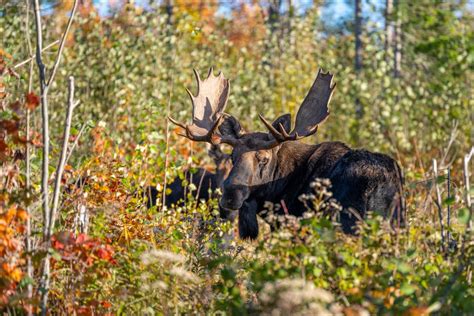 Maine's Moose Permit Lottery is now open!