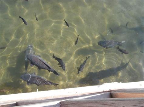 Votomos fish farm Zaros village south Heraklio | Crete - Cretamap.com