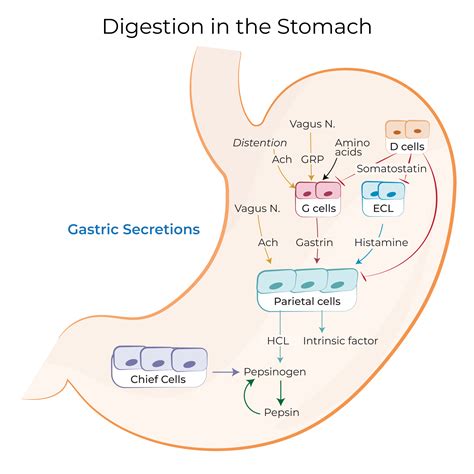 Physiology Glossary: Digestion in the Stomach | ditki medical ...