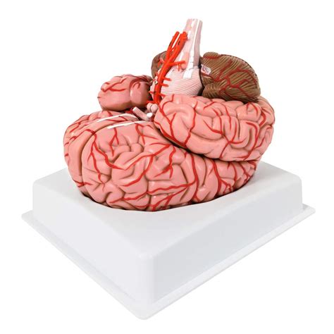 Buy Evotech Human Brain Model w/Arteries, 9 Parts Life Size Anatomy ...