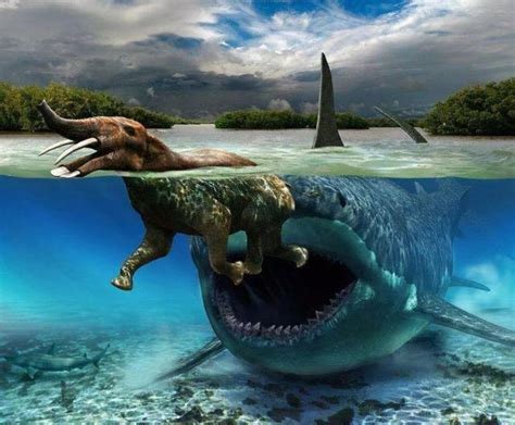 虎鲸vs巨齿鲨-西瓜视频搜索