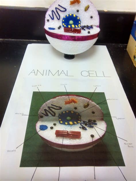 Biology Science Model 的图像结果