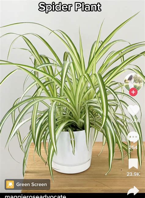 Everything about growing spider plant indoors – Artofit