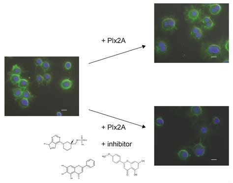 Anti-Virulence Strategy against the Honey Bee Pathogenic Bacterium ...
