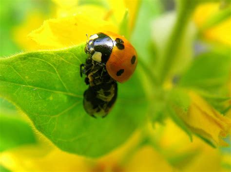 The 4 Stages of the Ladybug Life Cycle