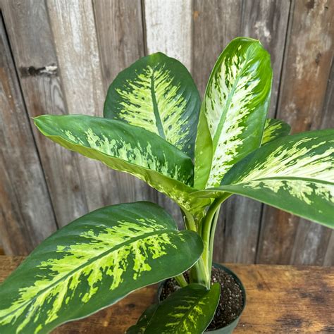 Dieffenbachia Tropic Snow