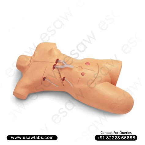 Surgical Suture and Bandaging Model – Advanced Wound Care and Surgical