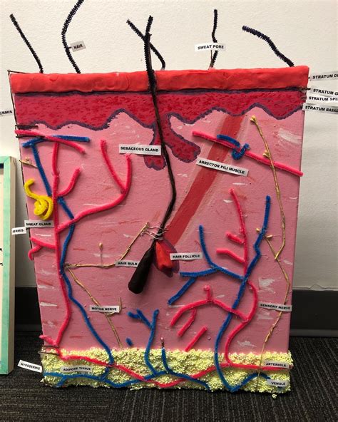 Integumentary System Model Project