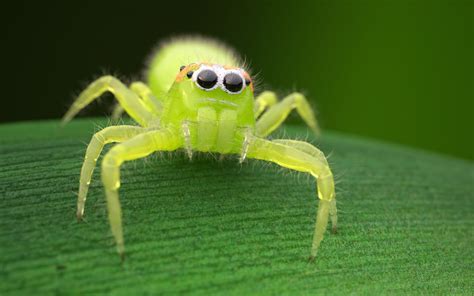 19 Mind-blowing Facts About Green Jumping Spider - Facts.net