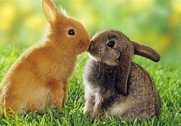 Image result for Spring Bunnies Men Bunnies