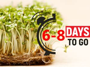 Trustbasket My First Garden Microgreens Kit for kids - Sustainable ...