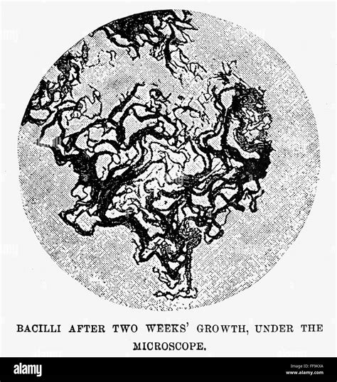 ROBERT KOCH: BACILLI. /nEngraving after a drawing by Robert Koch of tuberculosis bacilli, after ...