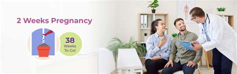 2 Weeks Pregnant Symptoms, Baby Size, Foods to Eat and Tips