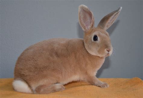 Image result for Mini Rex Varieties