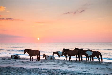 Wild Horses, Pristine Beaches, And Endless Adventures: Your Guide To ...