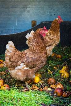 nourriture poules pondeuses comment bien choisir la nourriture de vos poules nourriture poules pondeuses comment bien choisir la nourriture de vos poules