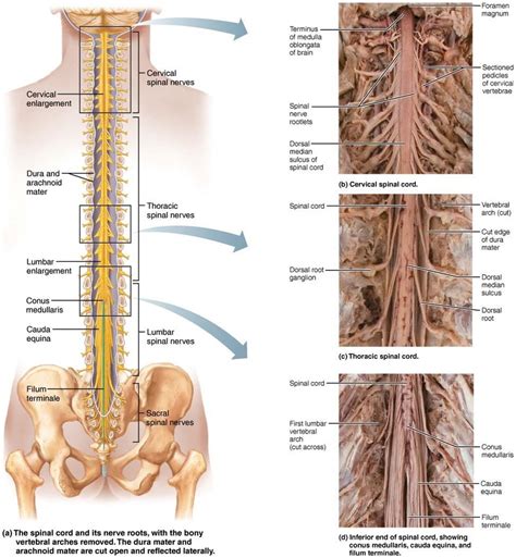 Image result for Spinal Cord Structure and Function