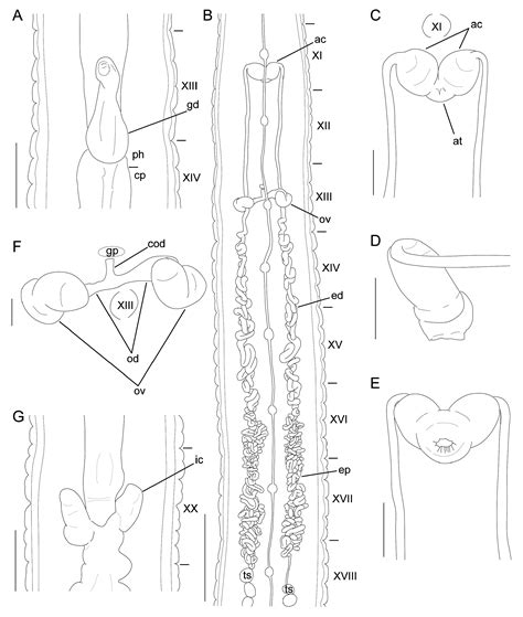 FIGURE 5 in Terrestrial predatory leeches of the genus Orobdella (Hirudinea: Erpobdelliformes ...