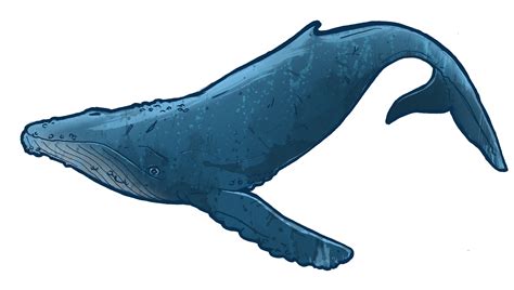 Whale clipart and illustration 2 whale clip art vector image 5 4 ...