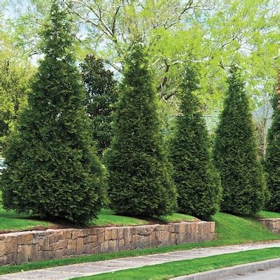 Spring Hill Nurseries Eastern Red Cedar Shrubs at Lowes.com