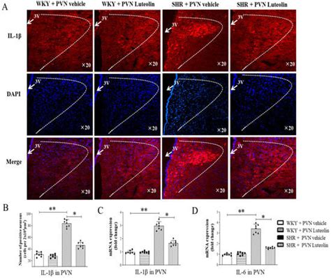 Luteolin Attenuates Hypertension via Inhibiting NF-κB-Mediated ...