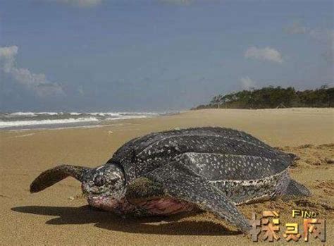世界上最大的海龟是什么龟，棱皮龟/体长1.5米宽0.9米 — 探灵网