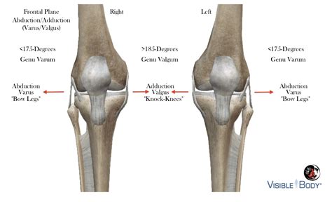 Knee Anatomy 101 – BicycleFitGuru.com