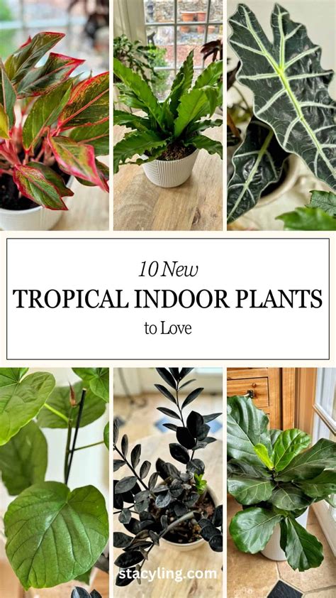 Indoor Tropical Plants Identification Bundle Of 4 Assorted Foliage
