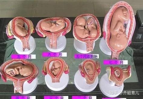 动图演示｜胎儿1-10个月发育过程，看完感叹太神奇！ - 知乎