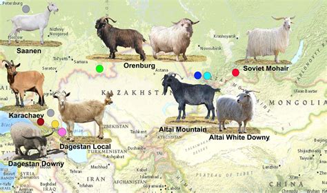 South Indian Goat Breeds