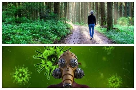 From Bengaluru to Rome: This is how coronavirus turned Earth wilder and ...