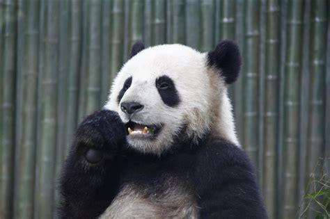 熊猫是熊科还是猫科（大熊猫的外形特点，吃什么食物）-七暖网