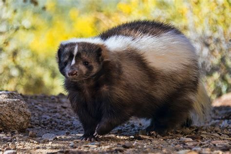 8 Fascinating Skunk Species