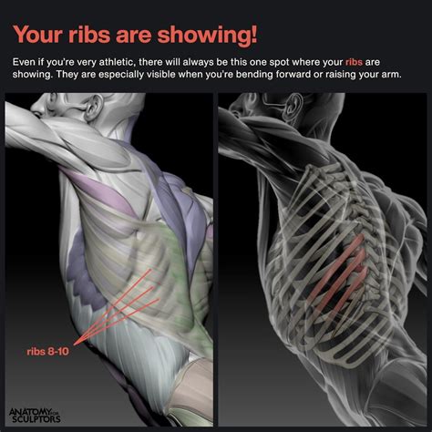 Ribs 8-10 surface anatomy, Anatomy For Sculptors | Anatomy reference ...