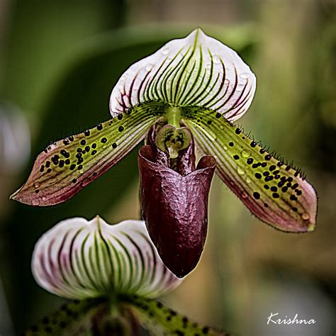 Lady Slipper Orchid | Native American folklore tells the sto… | Flickr