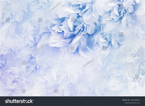 Peonies Blue Flowers Floral Background Flowers Stock Photo 2205560813 ...