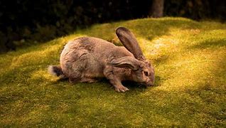 Image result for Feeding Wild Rabbit Babies