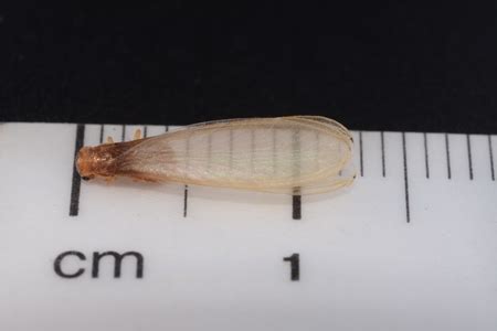 Image result for Formosan Termite Alate