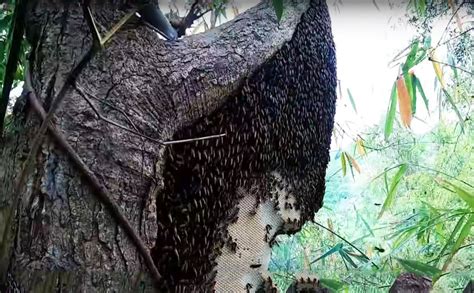 Origin of Deep Forest Honey