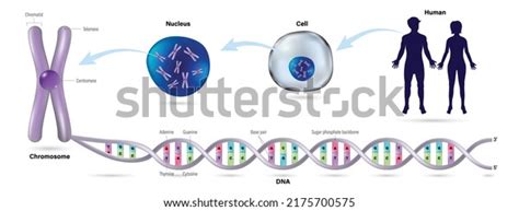 DNA Examples 的图像结果
