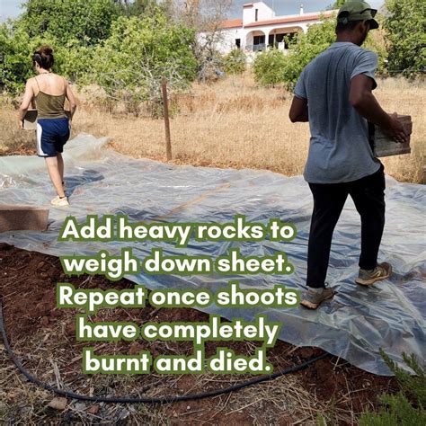 Image result for Soil Solarization Methods