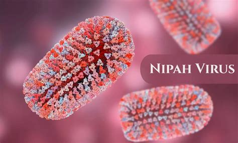Nipah Virus: Kerala traces 425 contacts, Intensifies Monitoring in 3 ...