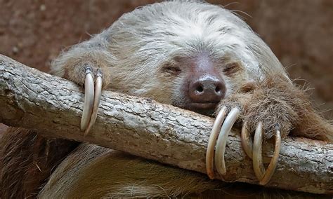 Image result for 2 Toed Sloth