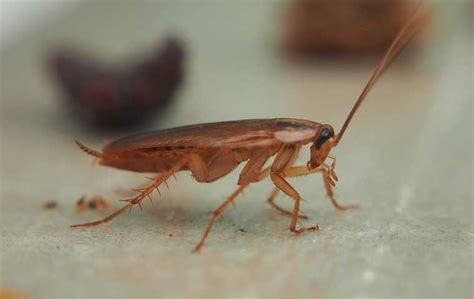 Image result for How to Catch Cockroach