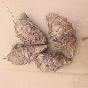 Black Turmeric (Curcuma Caesia) - Kali Haldi Growing Fresh Rhizomes ...