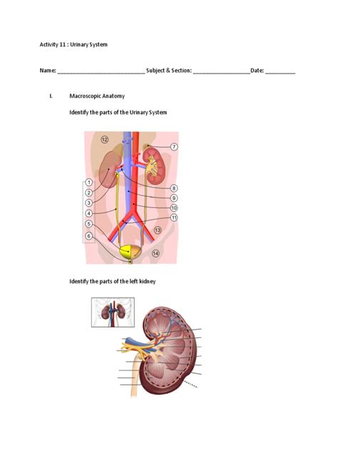 Image result for Urinary System.pdf