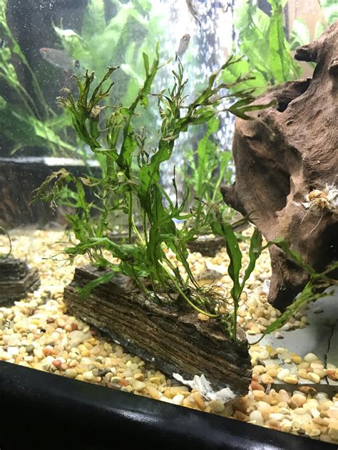 Image result for Windelov Java Fern